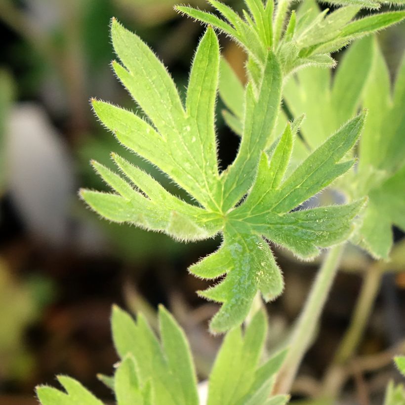 Delphinium belladonna Kleine Nachtmusik - Pied d'Alouette vivace (Foliage)