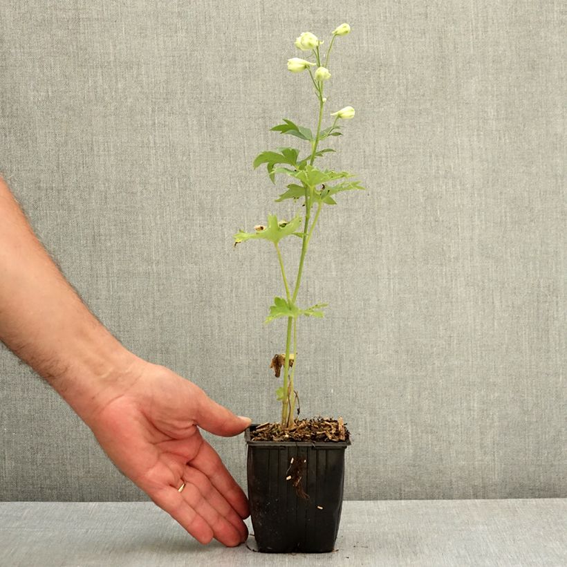 Example of Delphinium elatum Double Innocence - Pied d'alouette vivace Godet de 8/9 cm as you get in ete