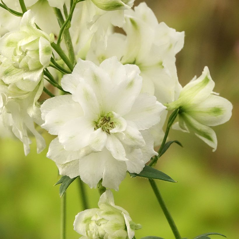 Delphinium elatum Double Innocence - Pied d'alouette vivace (Flowering)
