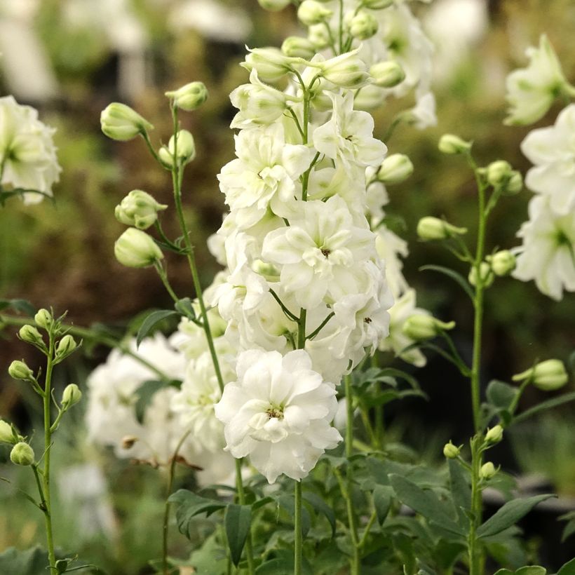 Delphinium elatum Double Innocence - Pied d'alouette vivace (Plant habit)
