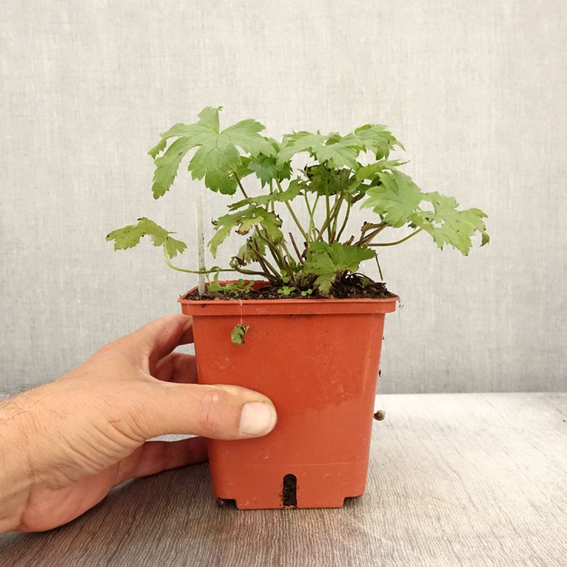 Example of Delphinium Highlander Cha Cha - Pied d'alouette vivace Pot de 1L/1,5L as you get in automne