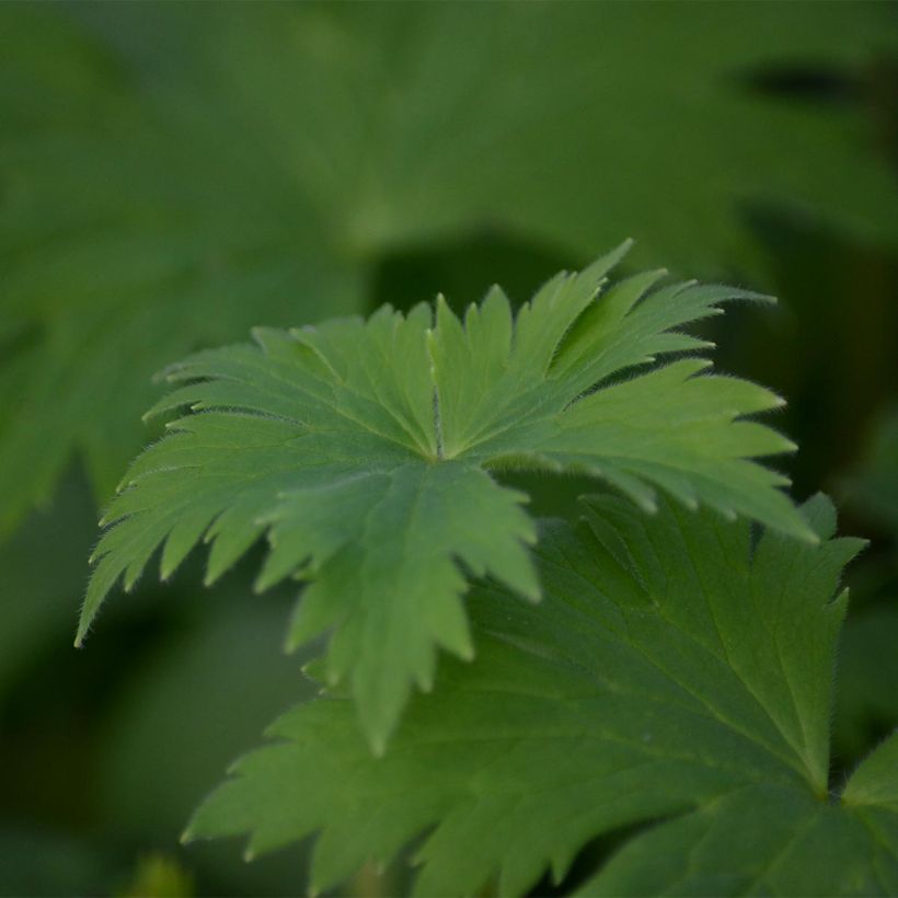 Delphinium Pacific Astolat - Pied d'Alouette vivace (Foliage)