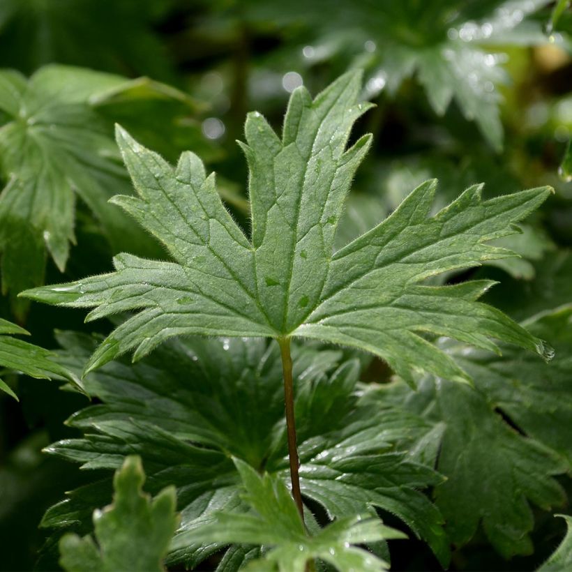 Delphinium Pacific Black Knight - Pied d'Alouette vivace (Foliage)