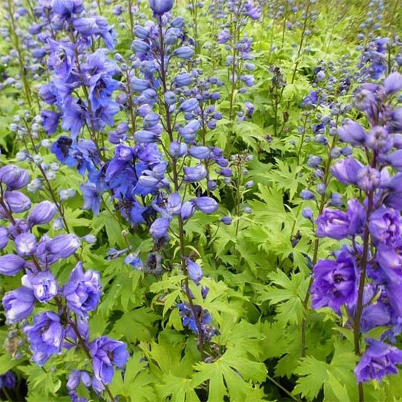 Delphinium Pacific Blue Jay - Pied d'Alouette vivace (Plant habit)