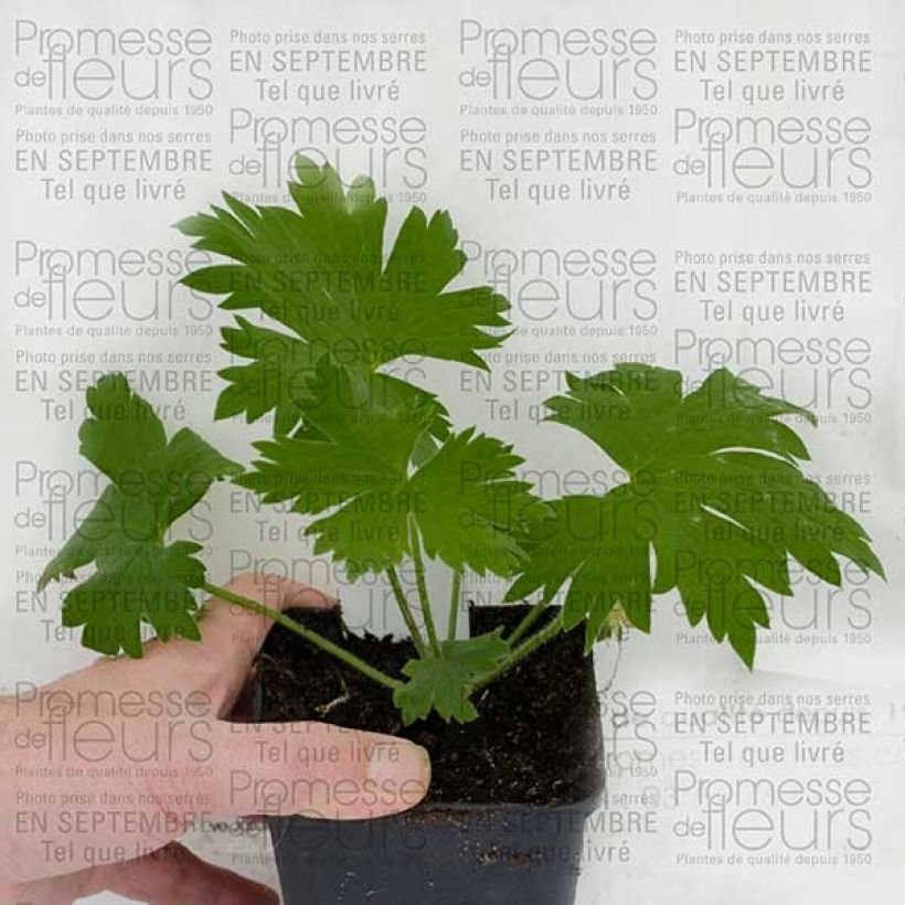 Example of Delphinium Pacific Guinerve - Pied d'Alouette vivace Godet de 7/8 cm as you get
