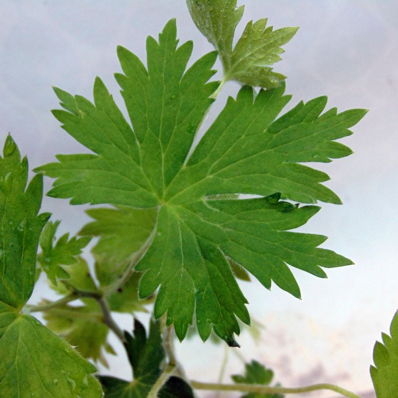 Delphinium Pacific King Arthur - Pied d'Alouette vivace (Foliage)