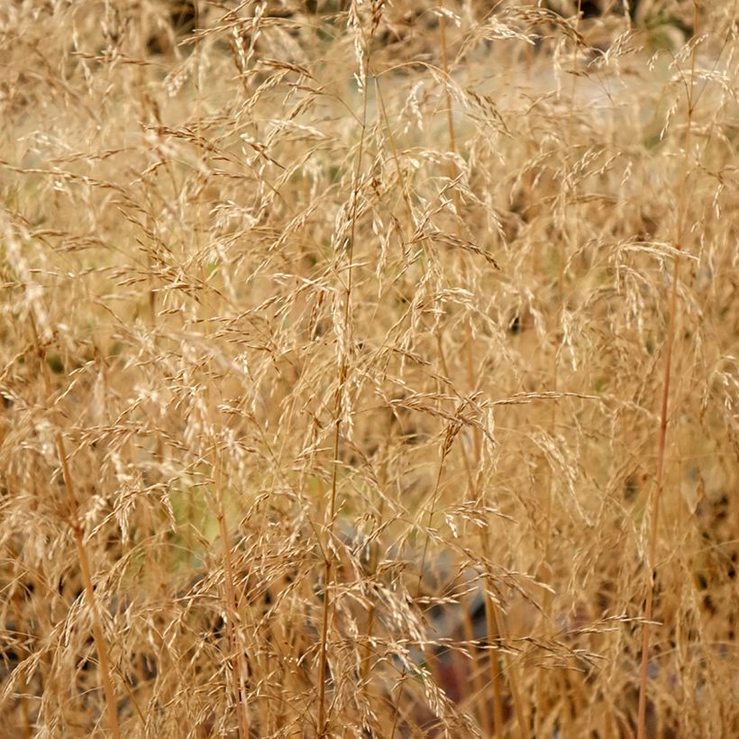 Deschampsia cespitosa Palava - Canche cespiteuse (Foliage)