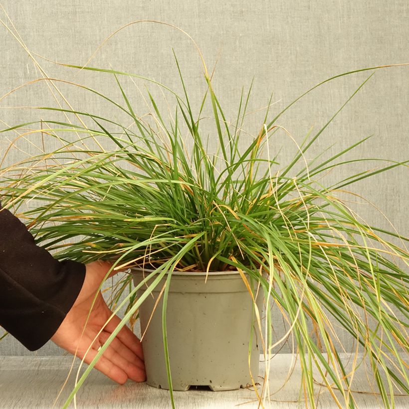Example of Deschampsia cespitosa Palava - Canche cespiteuse Pot de 3L/4L as you get in automne