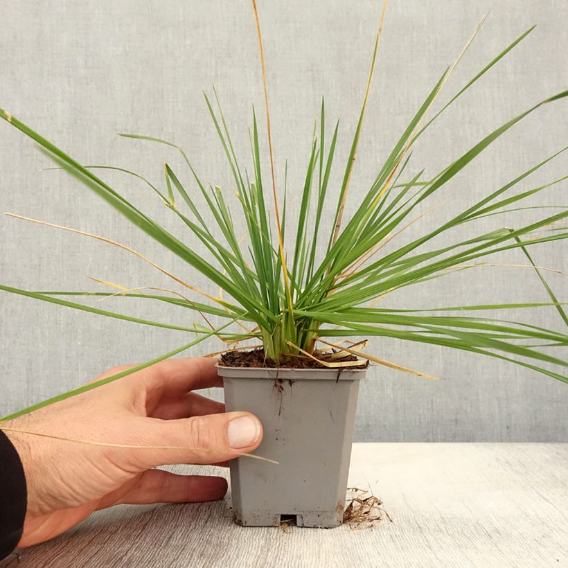 Example of Deschampsia cespitosa Pixie Fountain - Canche cespiteuse Godet de 8/9 cm as you get in automne