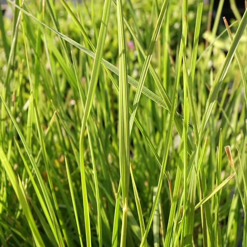 Deschampsia cespitosa Pixie Fountain - Canche cespiteuse (Foliage)