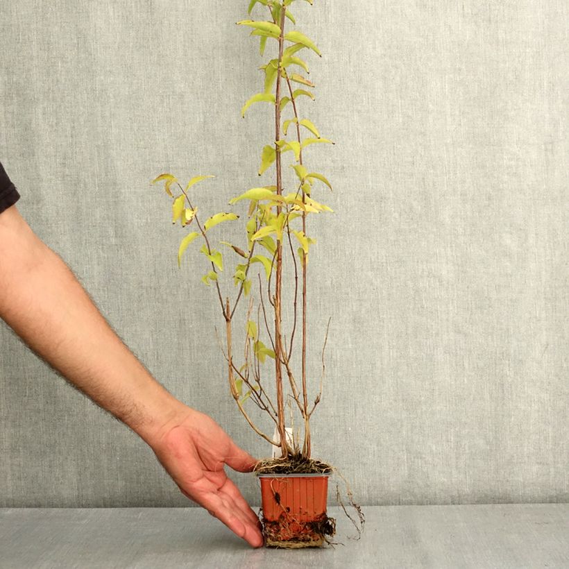 Example of Deutzia crenata Pride of Rochester Godet de 8/9 cm as you get in ete