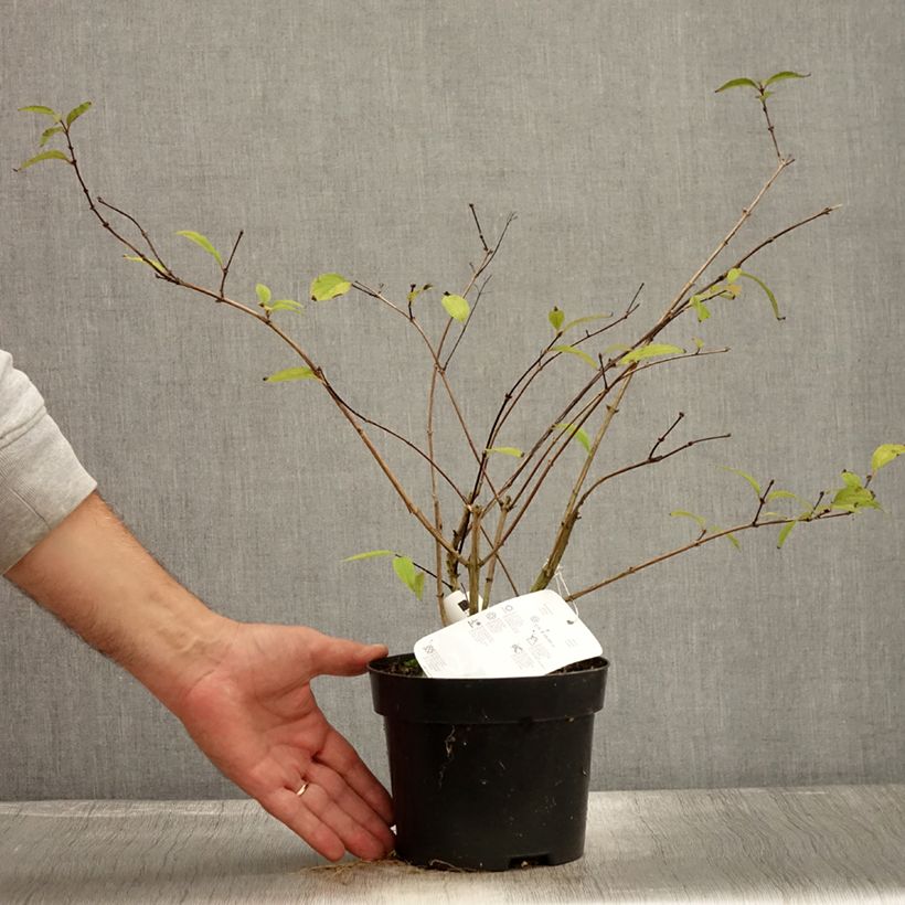 Example of Deutzia elegantissima Rosealind Pot de 2L/3L as you get in automne