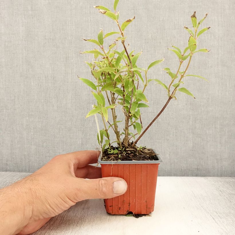Example of Deutzia gracilis - Deutzie Godet de 8/9 cm as you get in ete