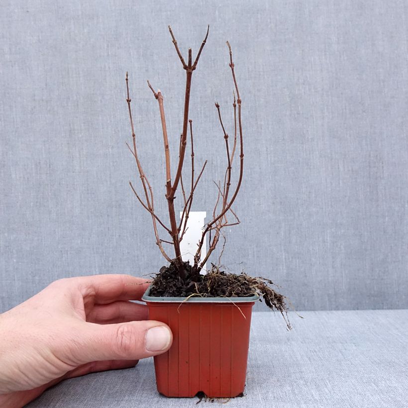 Example of Deutzia hybrida Strawberry Fields - Deutzie Godet de 8/9 cm as you get in hiver