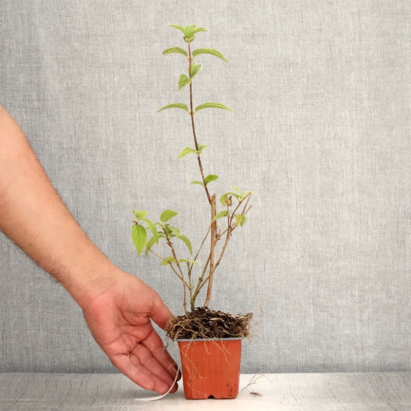 Example of Deutzia hybride Mont Rose - Deutzie Godet de 8/9 cm as you get in ete