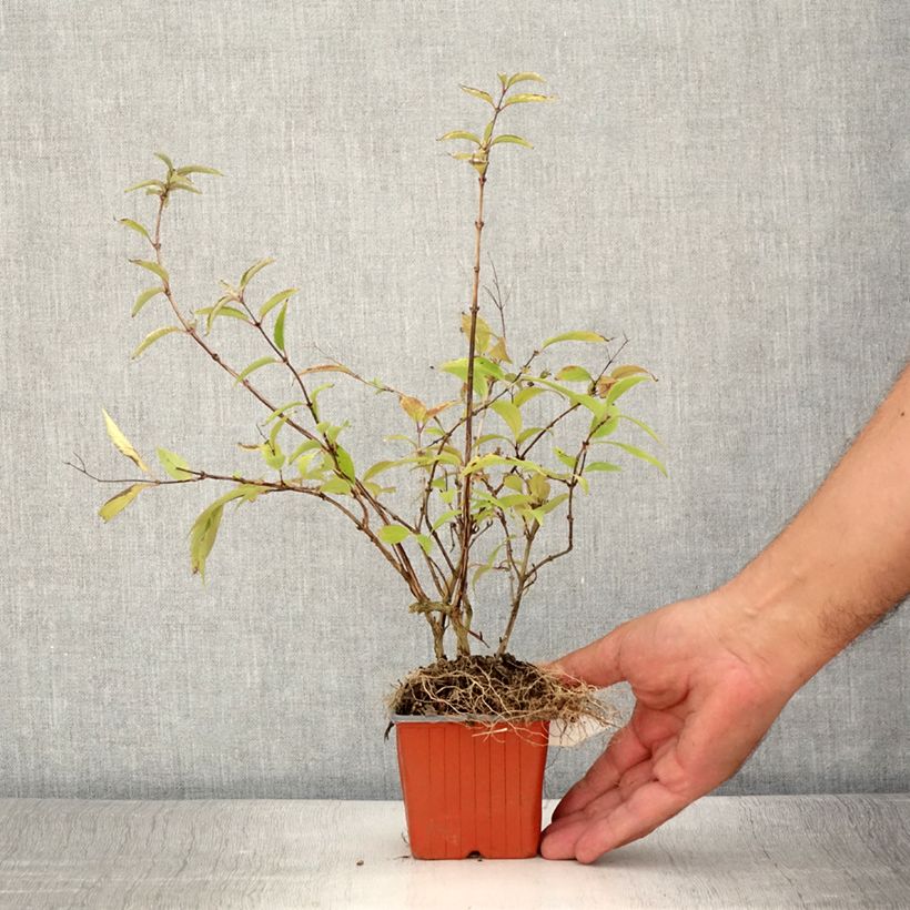 Example of Deutzia purpurascens Kalmiiflora - Deutzie Godet de 8/9 cm as you get in ete