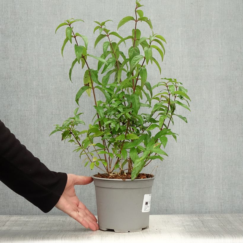 Example of Deutzia scabra Punctata - Deutzie Pot de 2L/3L as you get in automne