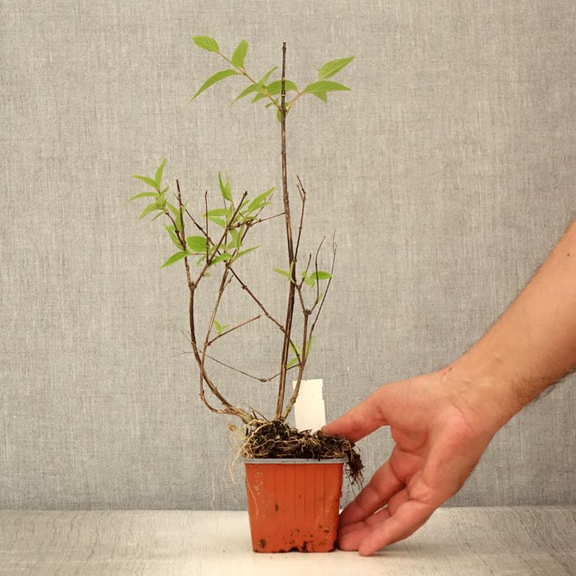 Example of Deutzia x lemoinei - Deutzie Godet de 8/9 cm as you get in ete