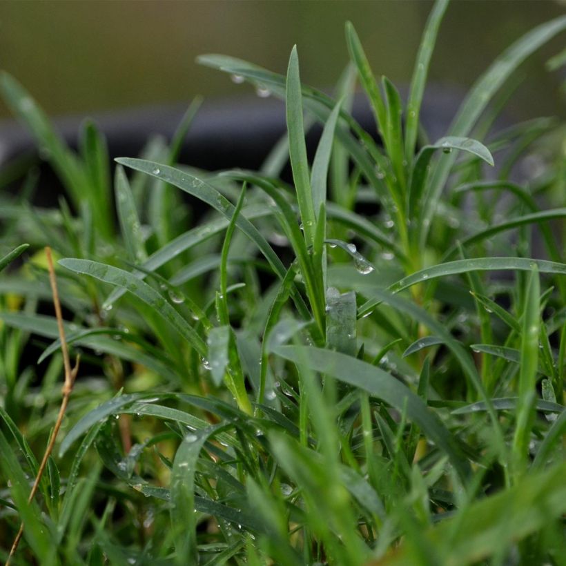 Dianthus arenarius - Oeillet des sables (Foliage)