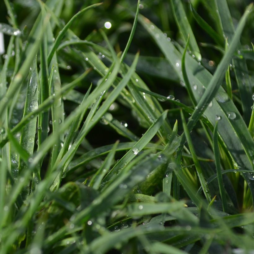 Dianthus carthusianorum - Oeillet des chartreux (Foliage)