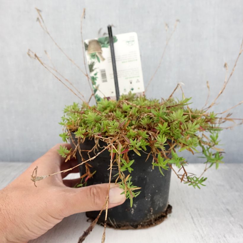 Example of Dianthus deltoides - Oeillet à delta Pot de 1,5L/2L as you get in ete