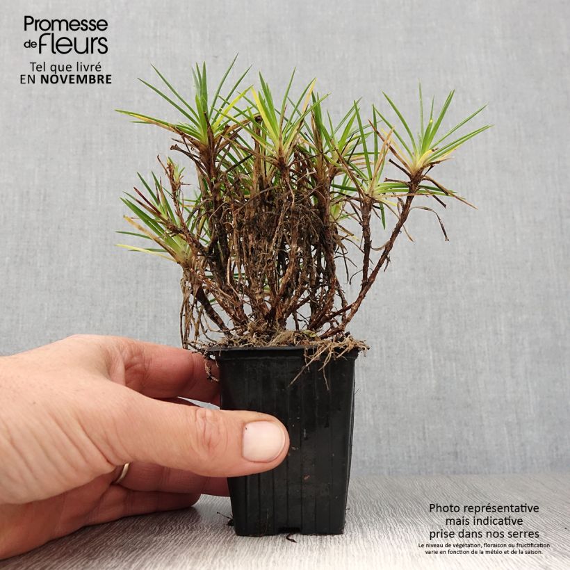 Example of Dianthus Evening Star - Oeillet nain Godet de 7/8 cm as you get in automne
