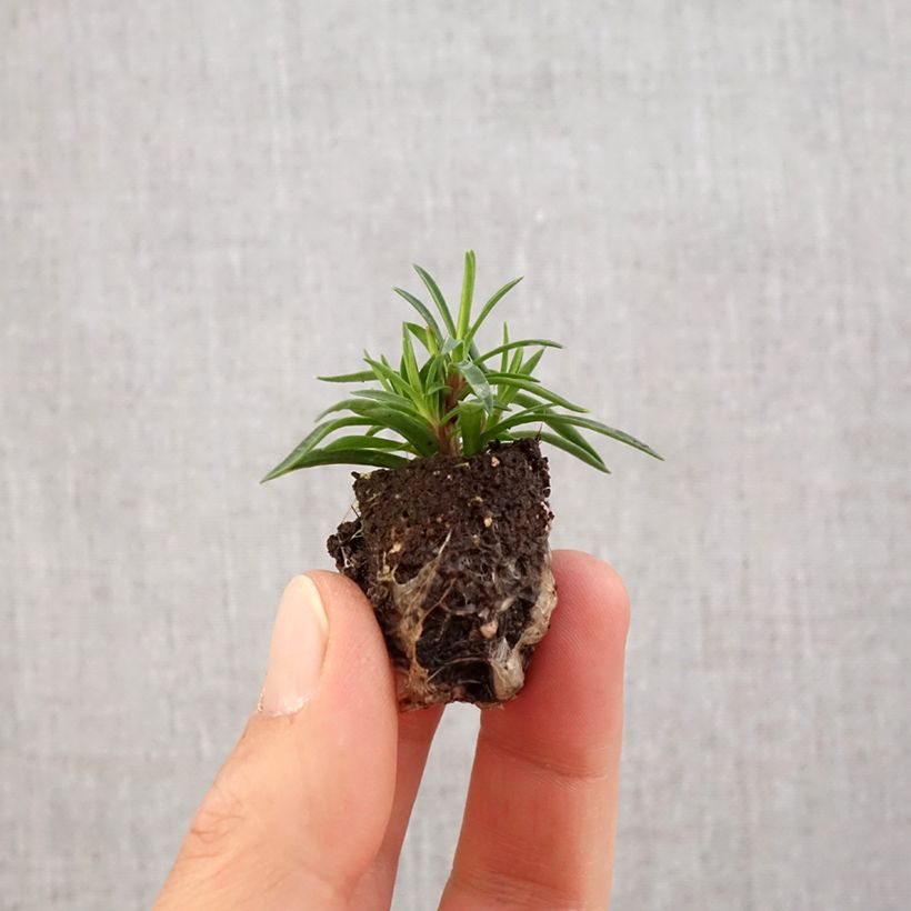 Example of Dianthus Merci Fleuri - Œillet mignardise Mini-motte Ø 1,5/2,5 cm as you get in printemps