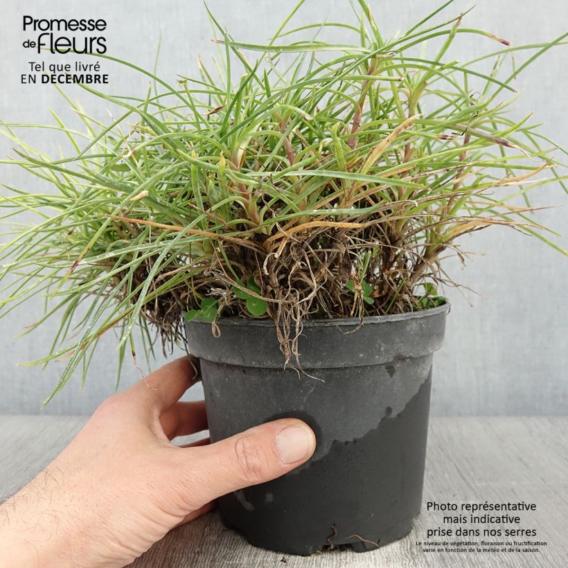 Example of Dianthus plumarius Cranmere Pool - Oeillet mignardise Pot de 2L/3L as you get in automne