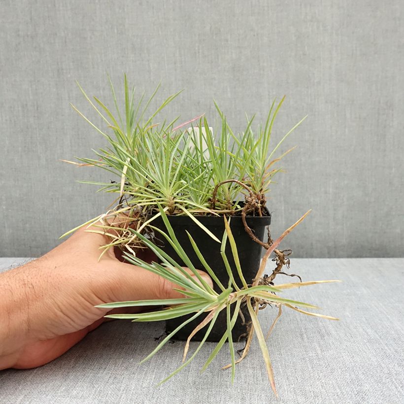 Example of Dianthus plumarius Flore Pleno Albus - Oeillet migardise blanc double Godet de 8/9 cm as you get in ete