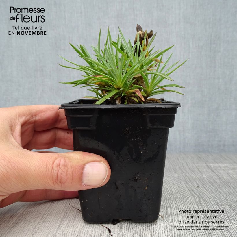 Example of Dianthus plumarius Scent First Coconut Sundae - Oeillet mignardise Godet de 7/8 cm as you get in automne