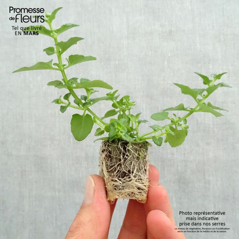 Example of Diascia Breezee Plus Red Mini-motte Ø 1,5/2,5 cm as you get in printemps