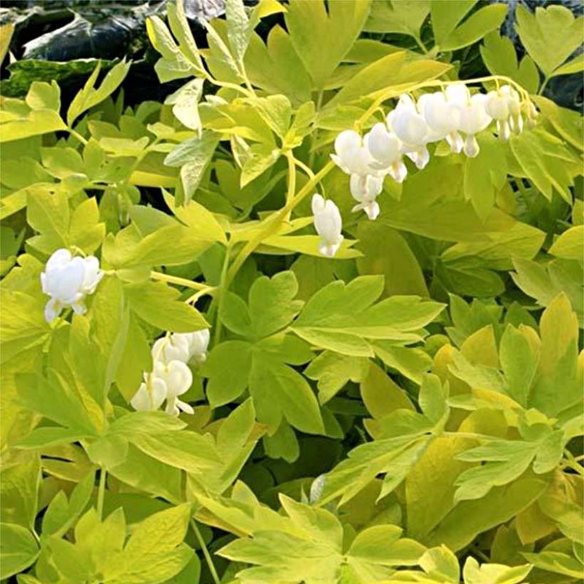 Coeur de Marie - Dicentra spectabilis White Gold (Foliage)