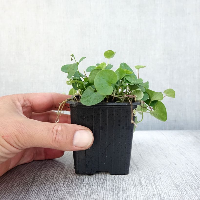 Example of Dichondra repens - Dichondra rampant Godet de 8/9 cm as you get in automne