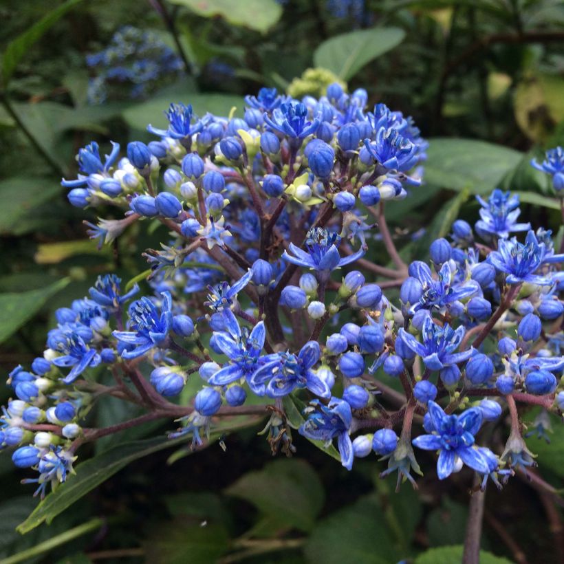 Dichroa Marie  (Flowering)