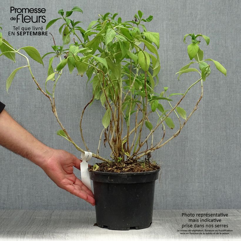 Example of Dichroa versicolor Round Blue Pot de 3L/4L as you get in automne