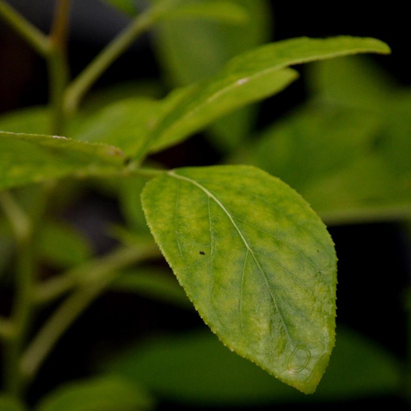 Dictamnus albus - Fraxinelle (Foliage)