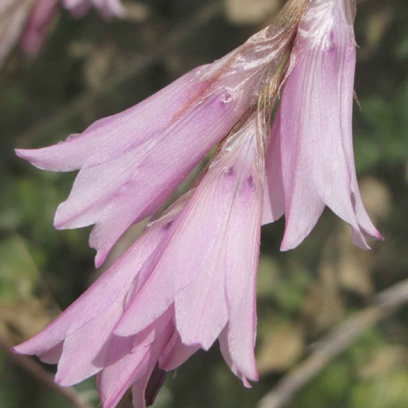 Canne à pêche des anges - Dierama Pink Rocket (Flowering)