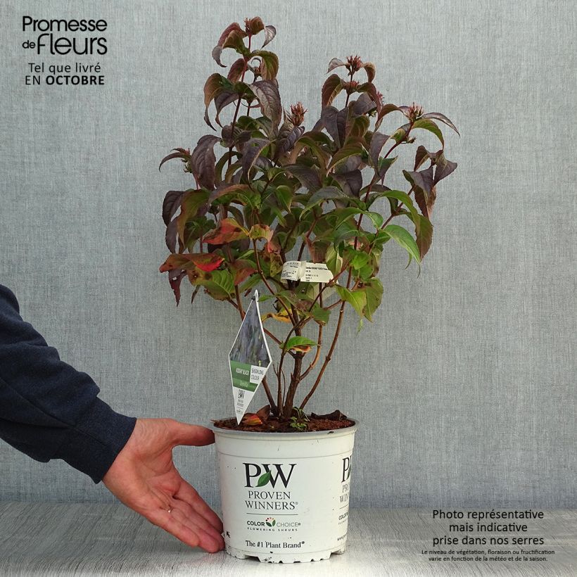 Example of Diervilla Kodiak Black Pot de 2L/3L as you get in automne