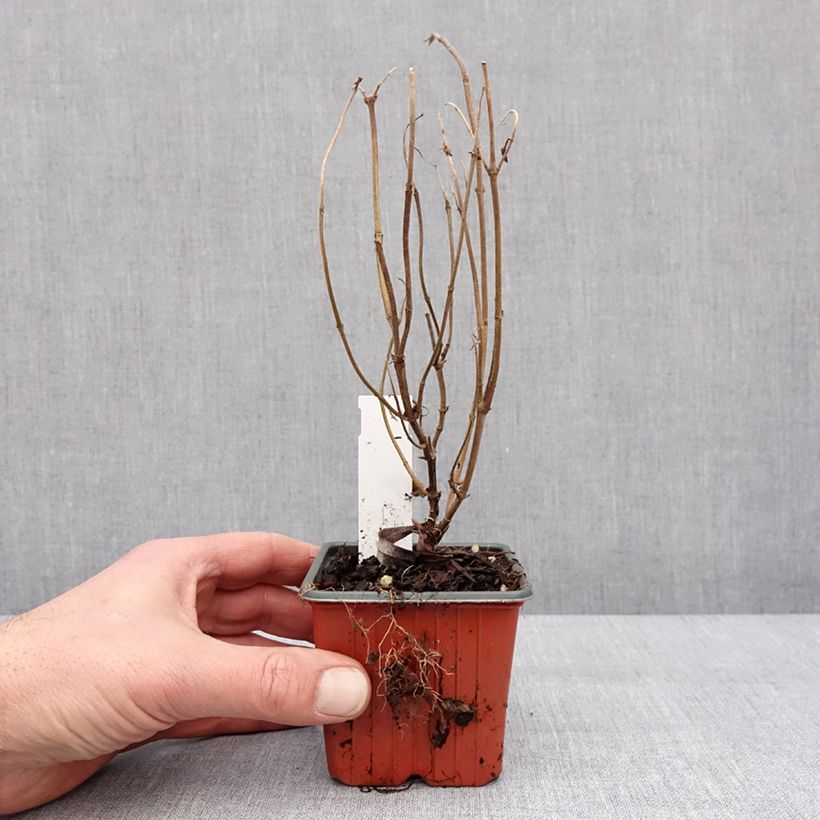 Example of Diervilla rivularis Troja Black - Diervillée Godet de 8/9 cm as you get in hiver