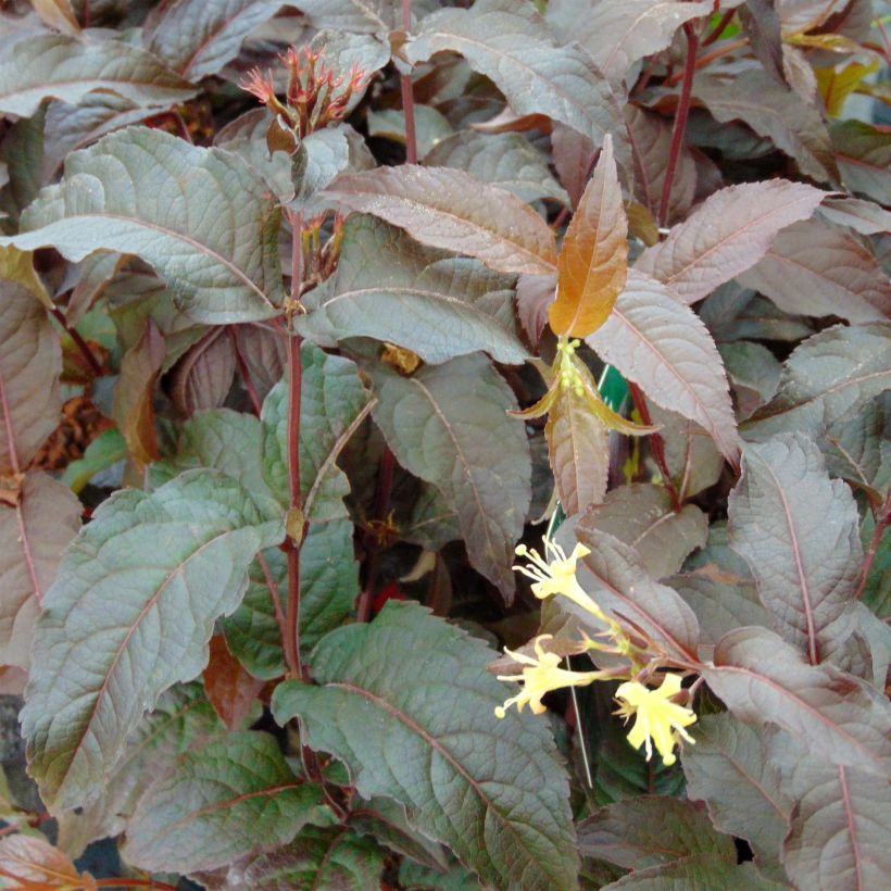 Diervilla splendens Diva - Diervillé (Foliage)