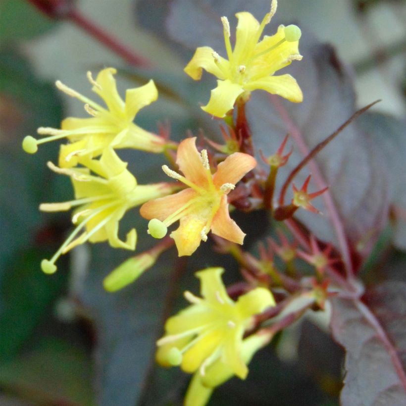 Diervilla splendens Diva - Diervillé (Flowering)