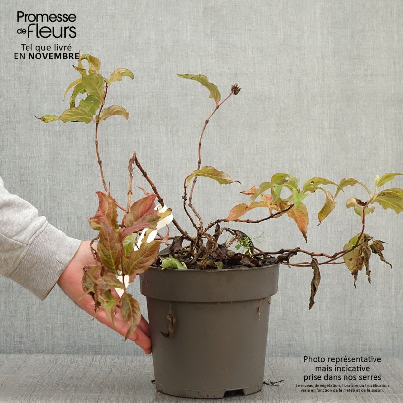 Example of Diervilla splendens Honey Surprise - Diervillée Pot de 4L/5L as you get in automne