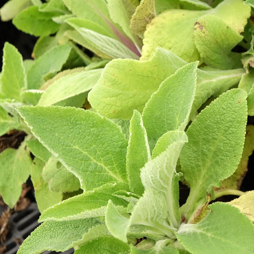 Digitale - Digitalis purpurea Monstrosa  (Foliage)