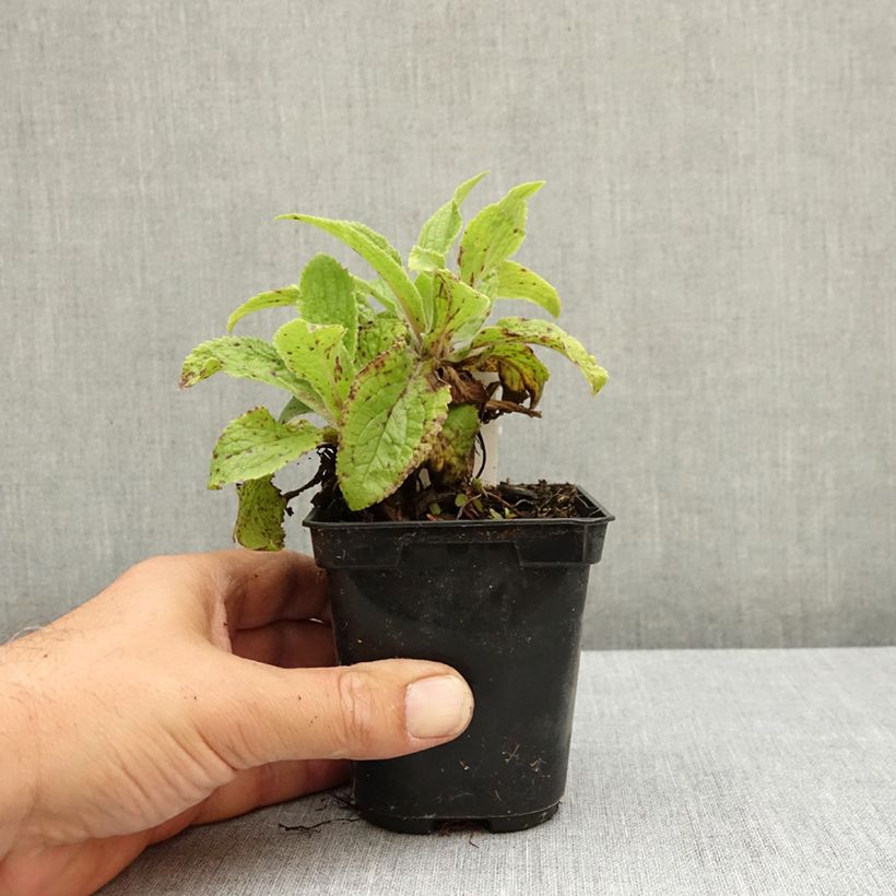 Example of Digitale mertonensis Summer King Godet de 8/9 cm as you get in ete