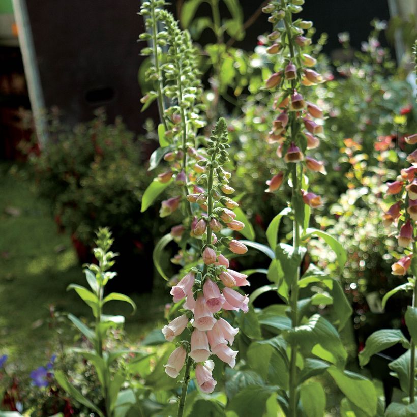 Digitale Suttons Apricot - Digitalis purpurea (Flowering)