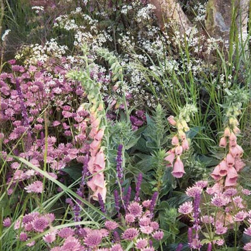 Digitale, Digitalis mertonensis (Plant habit)