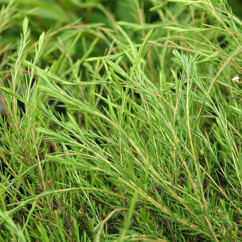 Diosma hirsuta Pink Fountain (Foliage)