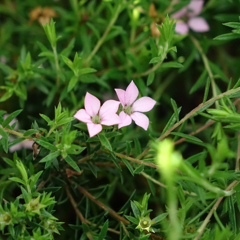 Diosma Pink Diamond (Flowering)