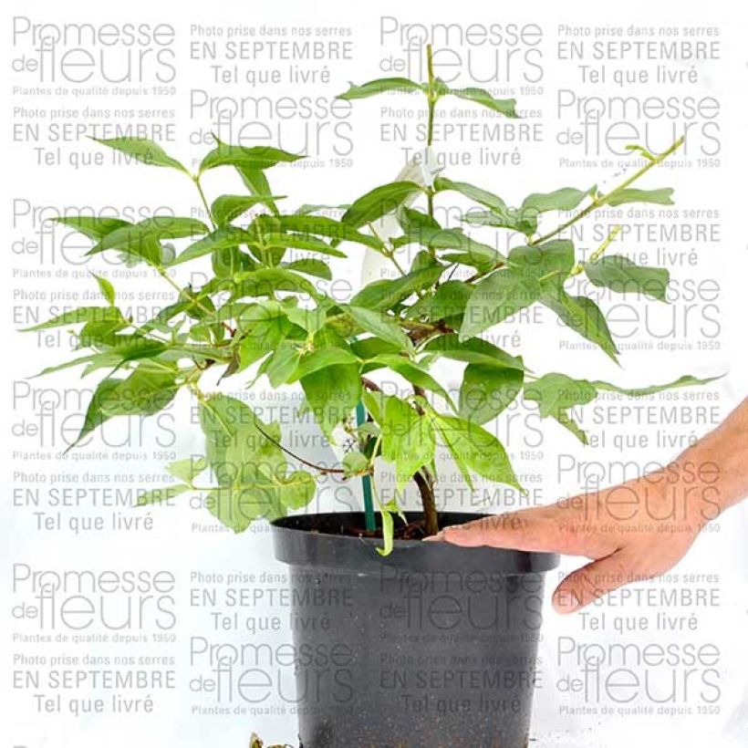 Example of Dipelta floribunda Pot de 3L/4L as you get