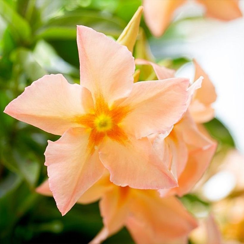 Dipladenia Diamantina Emerald Amber Star (Flowering)